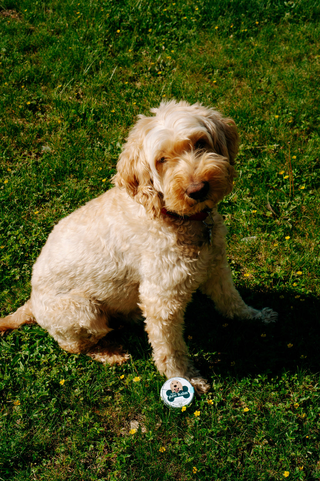 Paw Balm