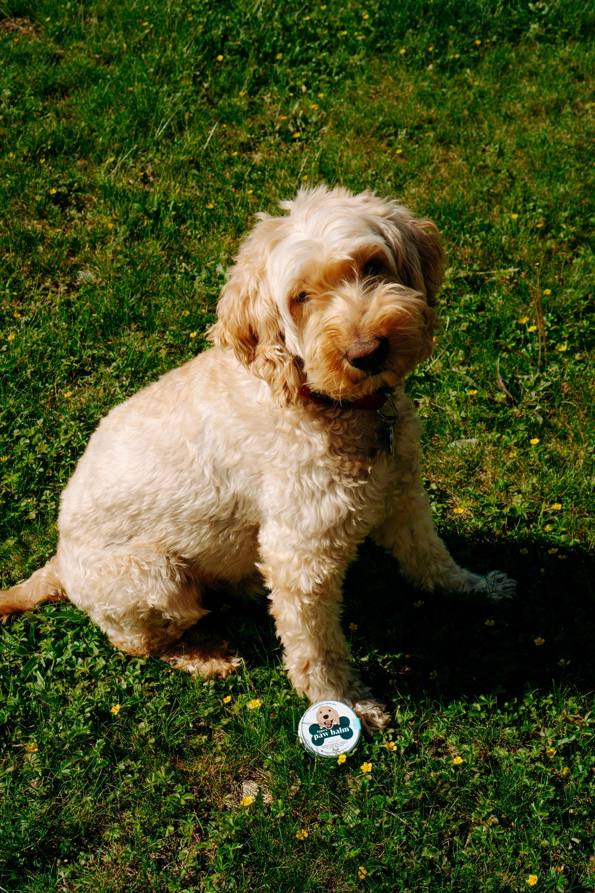 Paw Balm